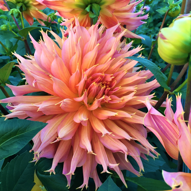 Dahlia Omega